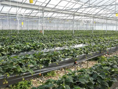 生态果蔬采摘园