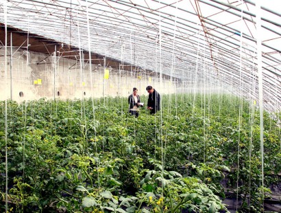 生态果蔬采摘园