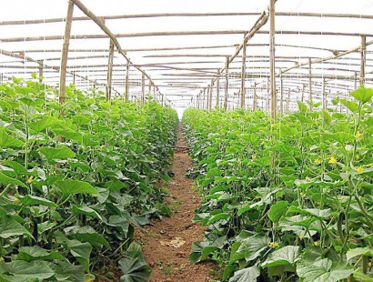 生态果蔬采摘园